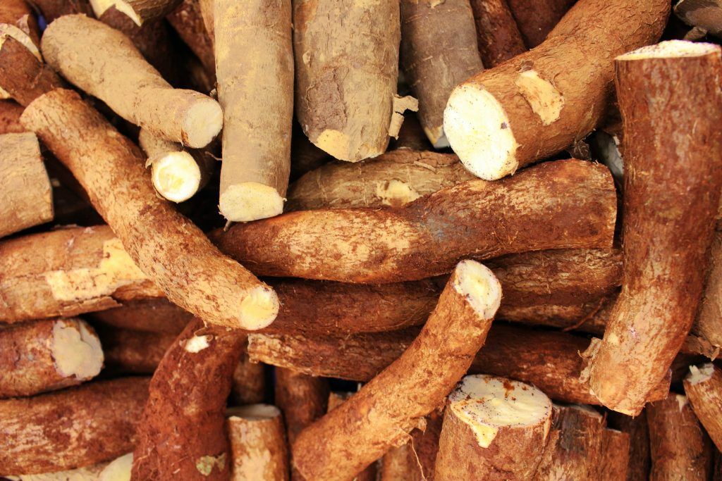 Cassava (yuca): Colombia's gift to the world
