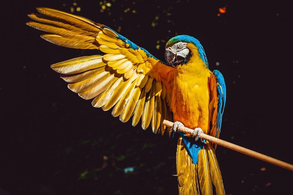 Birding in Colombia and its benefits to communities