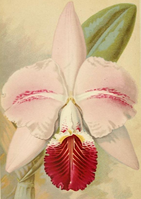 The history of trade of Colombian Orchids in the UK during the 19th century