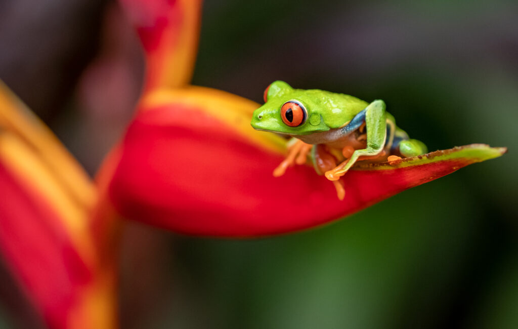 The impact of climate change on biodiversity – UK-Colombia Collaborations Post COP16