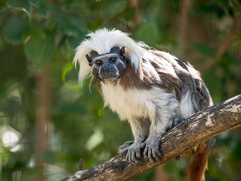 The Nature of Colombia through the lens of Wildlife Documentaries